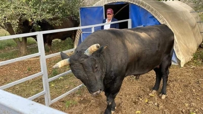 Bakımını yaptığı boğanın saldırısına uğrayan boğacı hayatını kaybetti
