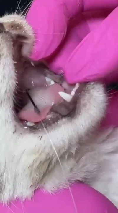 Balık artıklarını yemek isteyen kedinin ağzı ve ayağına olta kancası battı
