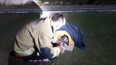Balık misinasına dolanarak yaralanan kedinin imdadına itfaiye yetişti
