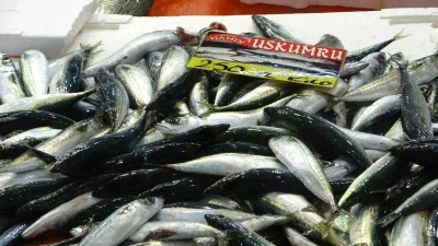 Balıkçılardan müjde: Fiyatlar düştü, ekimde bolluk bekleniyor
