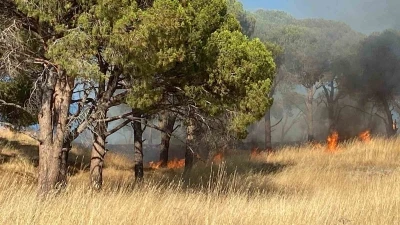 Balıkesir Ayvalık&rsquo;ta &ccedil;ıkan &ouml;rt&uuml; yangını kontrol altına alındı
