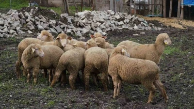 Balıkesir &ccedil;ift&ccedil;isine y&uuml;zde 100 hibeli damızlık desteği

