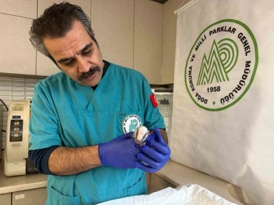 Balıkesir&rsquo;de bitkin halde bulunan porsuk yavrusu koruma altına alındı
