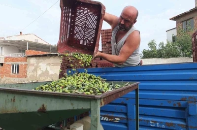 Balıkesir’de elekler kuruldu yeşil zeytin hasadı başladı
