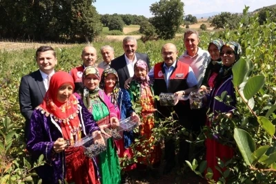 Balıkesir’de ilk aronya hasadı
