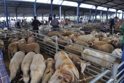 Balıkesir&rsquo;de Kurban Bayramı &ouml;ncesi şap alarmı: Hayvan pazarları kapatıldı
