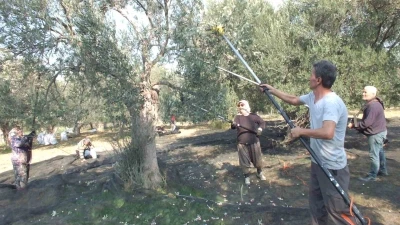 Balıkesir’de makineli hasat zeytinde verimi artırıyor
