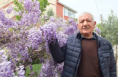 Balıkesir&rsquo;de mor salkım g&uuml;zelliği başladı
