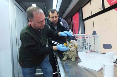 Balıkesir de sokak hayvanlarına &uuml;cretsiz tedavi desteği
