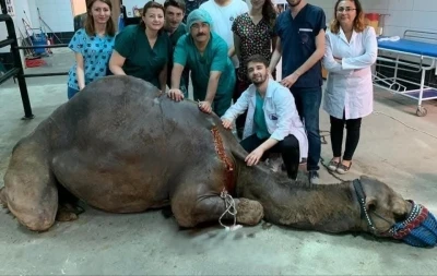 Balıkesir Veteriner Fak&uuml;ltesinde bin 250 hasta hayvana teşhis ve tedavi hizmeti sunuldu
