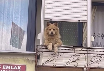 Balkondaki sevimli k&ouml;pek herkesi g&uuml;l&uuml;msetiyor
