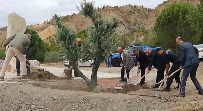 Baltacı Mehmet Paşa anısına asırlık zeytin ağacı dikildi
