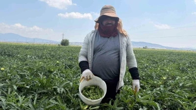 Bamyanın başkenti Osmaniye&rsquo;de hasat başladı
