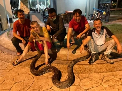 Bangkok’ta yılda 30 binden fazla yılan yakalanıyor
