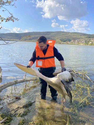 Barajda mahsur kalan pelikan b&ouml;yle kurtarıldı
