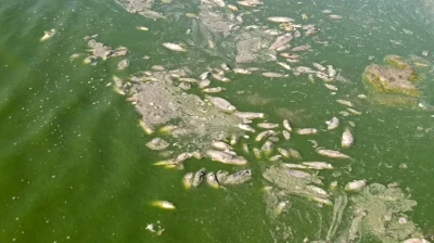 Barajda su seviyesi düştü, balıklar telef oldu
