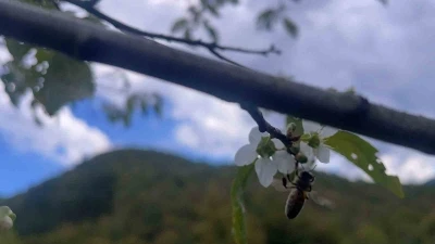 Bartın’da ağaçlar bir yılda ikinci kez çiçek açtı
