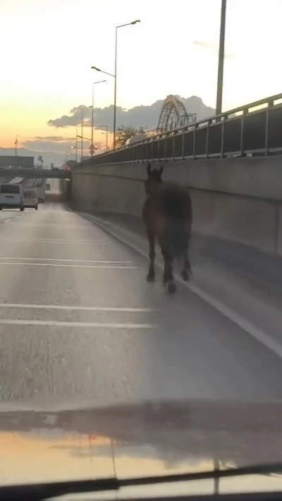 Başıboş at trafikte tehlike saçtı
