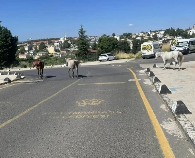 Başıboş atlar mahalle sakinlerini tedirgin ediyor
