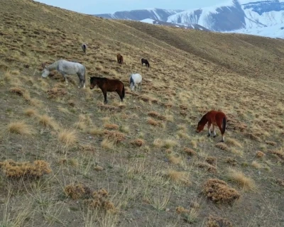 Başıboş bırakılan at ve eşekler hem trafiği hem yaban hayatını tehdit ediyor
