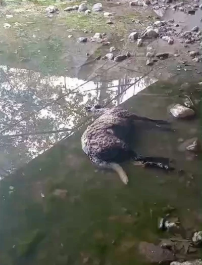 Başıboş köpekler koyunları telef etti
