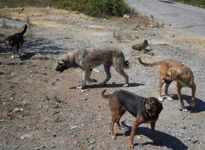 Başıboş köpekler yaban hayatı ve trafik güvenliğini tehdit ediyor

