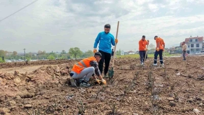 Başiskele&rsquo;de 15 bin g&uuml;l fidanı toprakla buluşuyor

