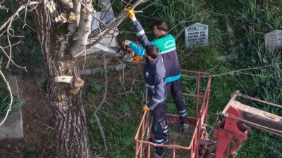 Başiskele’de budanan ağaç dalları ihtiyaç sahiplerine yakacak oluyor
