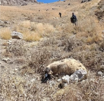 Başkale’de kurt saldırısı: Onlarca koyun telef oldu
