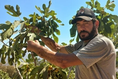 Başkasının kollarıyla incir hasadı yapıyor
