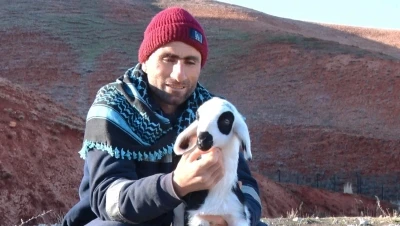 Başkent&rsquo;te kuzuların anneleriyle buluşma anı dronla g&ouml;r&uuml;nt&uuml;lendi
