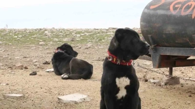 Başkentin siyah bek&ccedil;ileri: Haymana Karası
