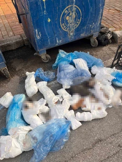 Başsavcılık itiraz etmişti, 33 kediyi &ouml;ld&uuml;ren veteriner tutuklandı

