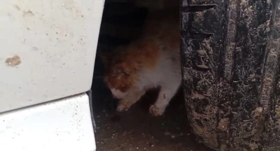 Batman&rsquo;da aracın motoruna sıkışan kedi kurtarıldı
