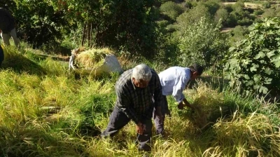 Batman’da asırlardır orakla pirinç hasadı yapılıyor
