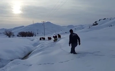 Batman&rsquo;da dağda mahsur kalan 6 katır kurtarıldı
