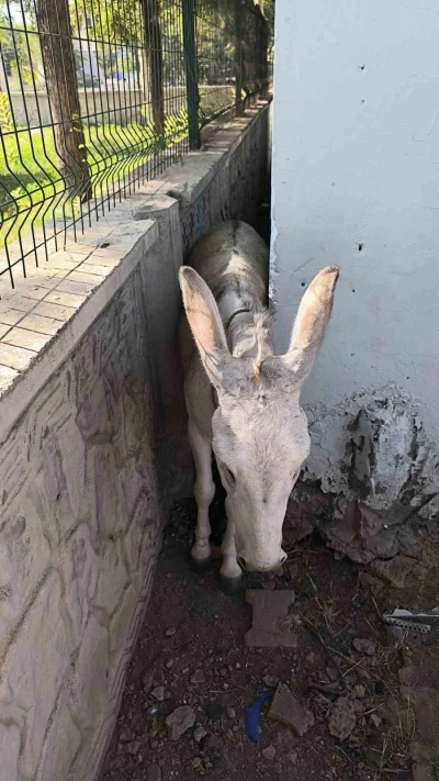 Batman’da iki duvar arasına sıkışan eşek kurtarıldı
