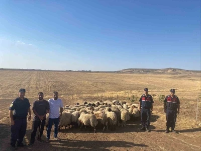 Batman’da kayıp sürü jandarmanın dron ile bulundu
