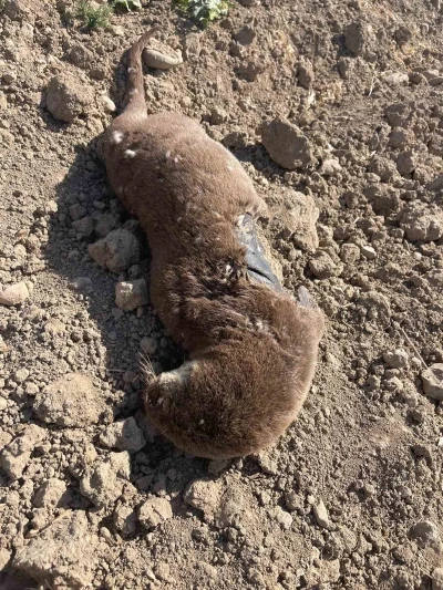 Batman’da koruma altındaki su samuru telef olmuş halde bulundu
