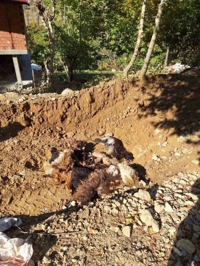 Batman’da kurtlar ağıla girerek 10 adet küçükbaş telef etti
