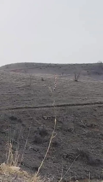Batman&rsquo;da nesli t&uuml;kenme tehlikesinde olan dağ ke&ccedil;ileri g&ouml;r&uuml;nt&uuml;lendi
