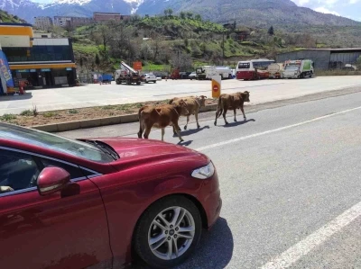 Batman&rsquo;da yola &ccedil;ıkan b&uuml;y&uuml;kbaş hayvanlar s&uuml;r&uuml;c&uuml;lere zor anlar yaşatıyor
