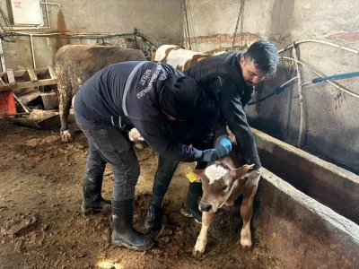 Bayburt genelinde şap, brusella aşılamaları ve k&uuml;peleme &ccedil;alışmaları s&uuml;r&uuml;yor
