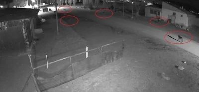 Bayburt&rsquo;ta 5 kurdun k&ouml;peği tuzağa &ccedil;ektiği anlar kamerada
