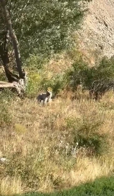 Bayburt’ta ağaçlık alanda karşılaşılan bozayı baba ve kızı heyecanlandırdı
