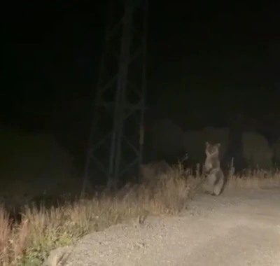 Bayburt’ta anne ve yavru ayının sinirli anları: Ayakları üzerinde araçtakileri korkutmaya çalıştılar
