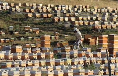 Bayburt’ta bal hasadı sezonu başladı
