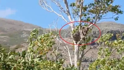 Bayburt’ta bir köyü alarma geçirmişti: Köpeklerden kaçan yavru ayı bu kez ağaç üstünde görüldü
