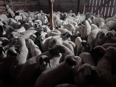 Bayburt&rsquo;ta buzağı, malak, kuzu ve oğlak desteği ikinci d&ouml;nem başvuruları yarın başlıyor

