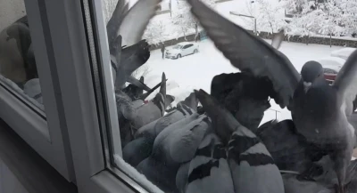 Bayburt&rsquo;ta dondurucu soğuk: G&uuml;vercinler yem bulmak i&ccedil;in pencerelere akın etti
